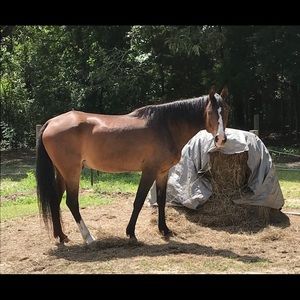 HOWDY ! “Cowgirl  Up” Ready for OFFERS 😊🛍